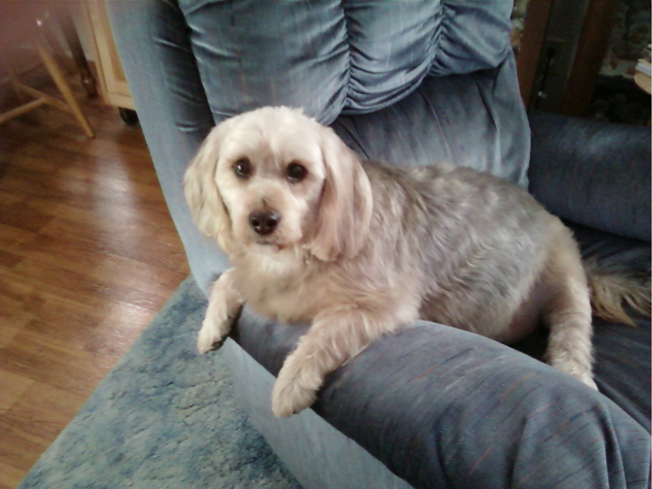 Poodle Beagle Mix