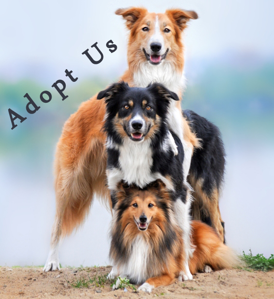 Top Three Animal Shelters for Adopting a Dog