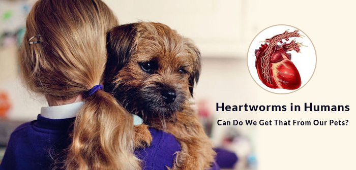 can humans get heartworm from their dog