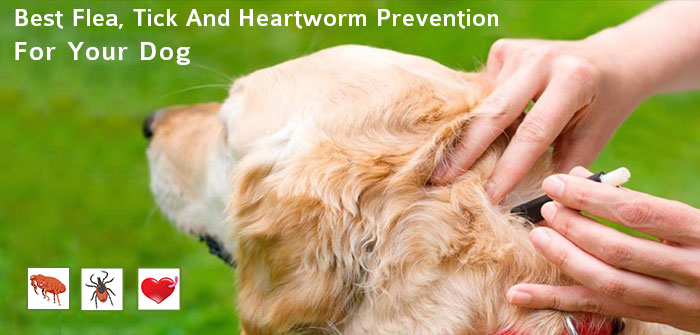heartworm fleas and ticks medicine for dogs