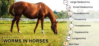 How to Control Worms in Horses